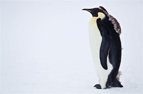 The awkward state of penguin molting | Deep Sea News