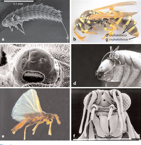 Strepsiptera Life Cycle