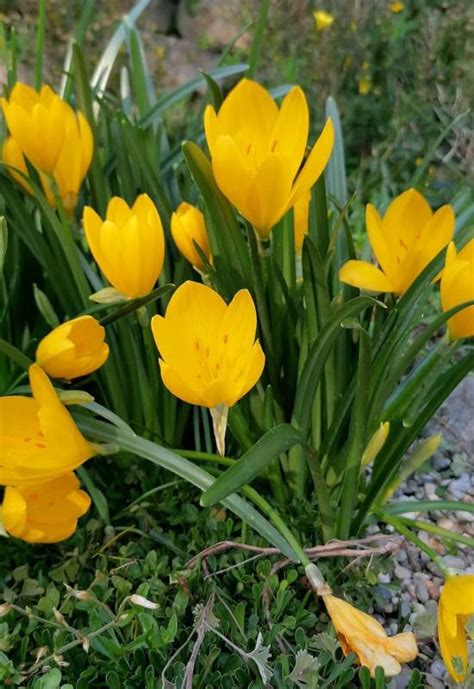 16 Yellow Flowering Perennials To Add a Ray of Sunshine to Your Garden