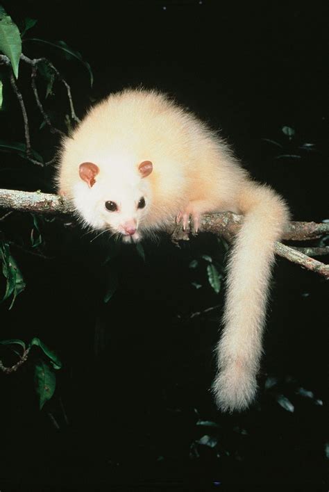 White lemuroid ringtail possum (Hemibelideus lemuroides) | Albino animals, Rare animals, Unusual ...