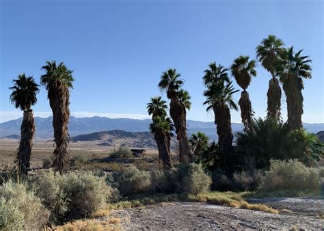 Non-native Plants - Death Valley National Park (U.S. National Park Service)