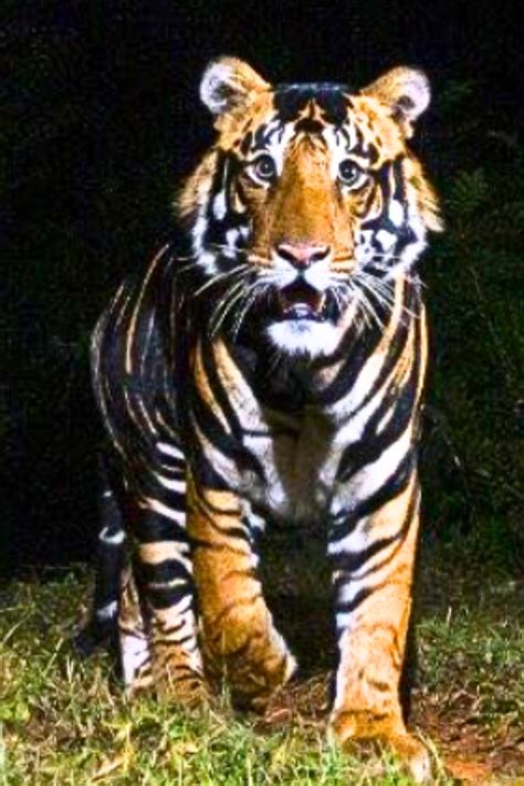 Rare Black Tiger Spotted In Odisha