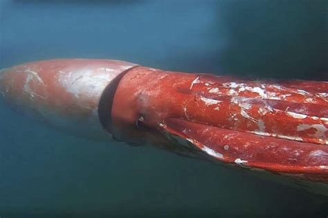 Confirmed: This giant squid video is the REAL thing | deep-ocean ...