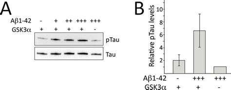 Tau phosphorylation assay. (A) Examples of tau gel bands from Western ...