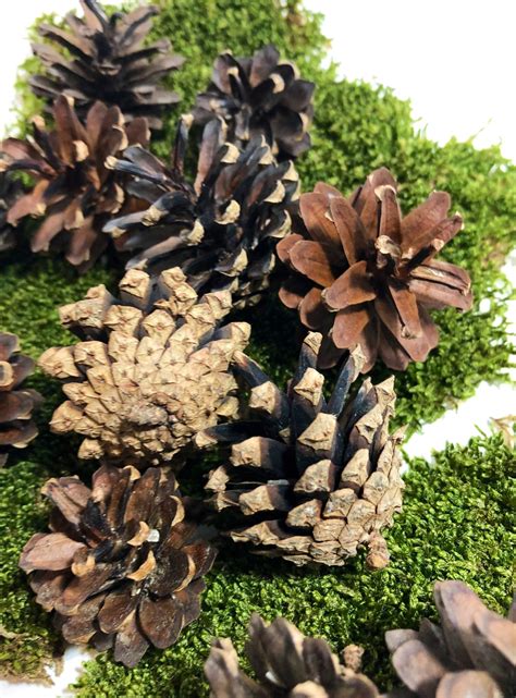 Scots Pine Cones Scotch Pine pinus Sylvestris Pinecones for Crafting - Etsy