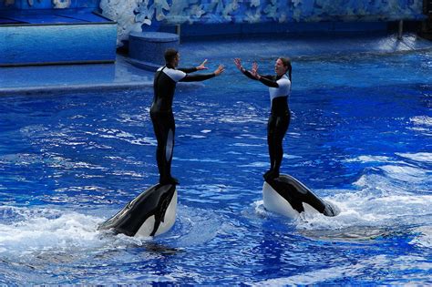 SeaWorlds mistreatment of the orca whale