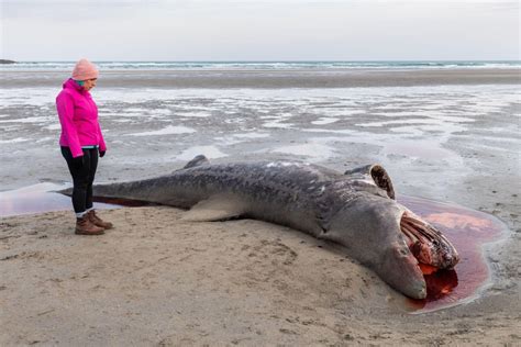 Dead basking shark washes up on Inchydoney Beach in Cork as shocked locals view it | The Irish Sun