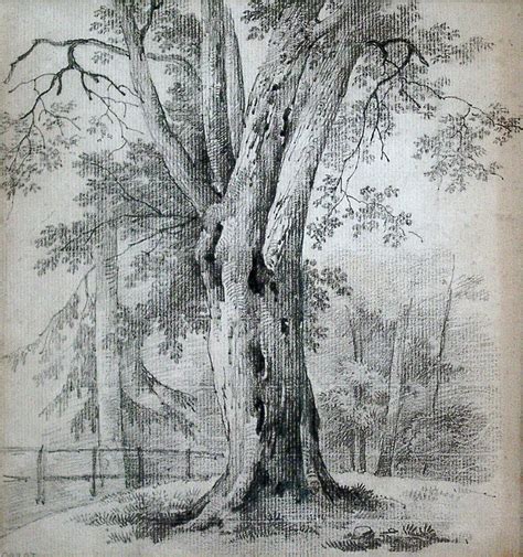 GR025 - Jean-Baptiste Camille Corot - 1796-1875 - Study of a Beech Tree | Tree drawings pencil ...