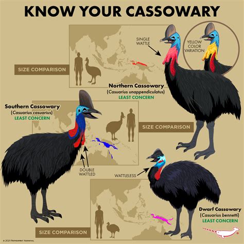 Happy World Cassowary Day!... - Peppermint Narwhal Creative