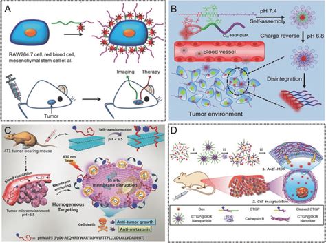 A) The versatile cell membrane–targeting strategy of the amphipathic ...