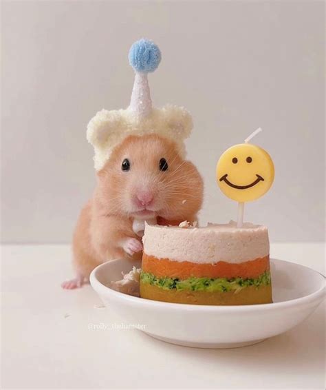 Pin by Andreza Silva² on Figurinhas | Cute hamsters, Cute small animals ...