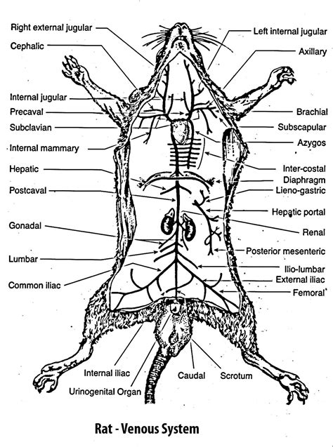 Rat Dissection Diagram Labeled