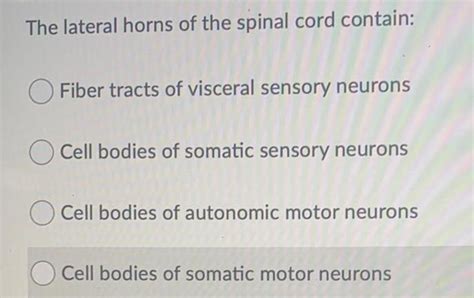 [ANSWERED] The lateral horns of the spinal cord contain O Fiber tracts ...