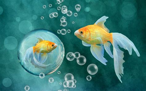 Goldfish aquarium wallpaper - responsenibht