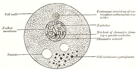 The Animal Cell - Human Anatomy