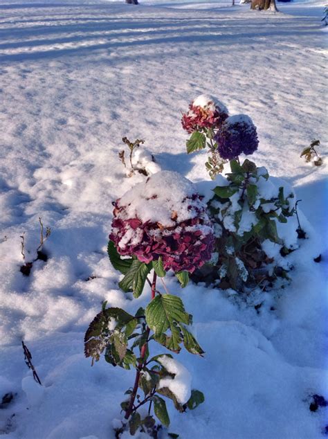 Endless summer BloomStruck Nov 15 | Endless summer bloomstruck, Endless summer hydrangea ...