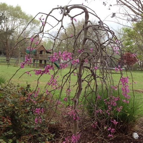 Weeping redbud | Plants, Lovely, Garden