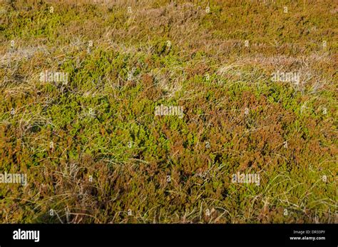 Coastal landscape with typical empetrum or crowberry plants Stock Photo ...