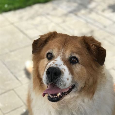 Border Collie & Chow Chow mix named Bear Chow Chow Mix, Hybrid Dogs, Mixed Breed, Border Collie ...