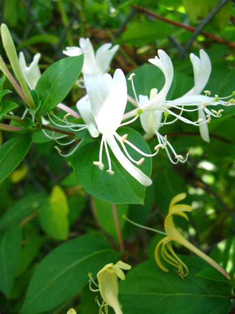 New York City Wildflowers: Japanese honeysuckle