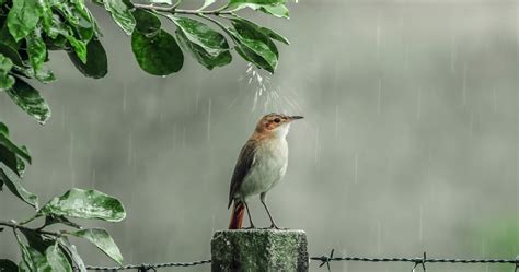 4K Rain Wallpapers High Quality | Download Free