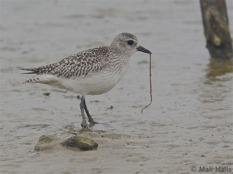 Grey Plover | BirdForum