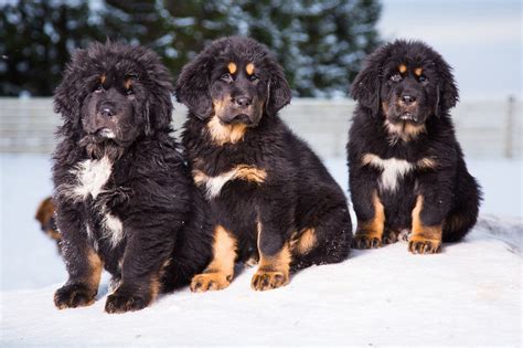 6 Fun and Interesting Facts About The Tibetan Mastiff - Paws N Pups