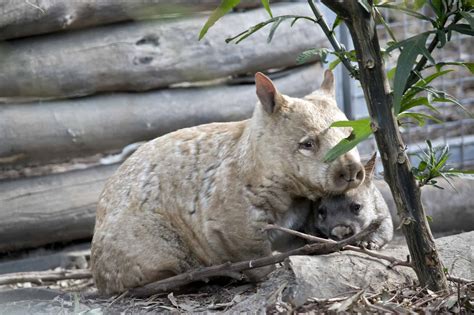 Baby Wombat: 10 Pictures and 10 Incredible Facts - A-Z Animals