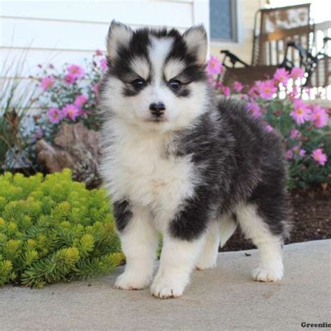 Is Pomsky A Recognized Breed