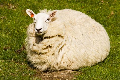 Fat Sheep stock image. Image of animals, grass, sheep - 3759333