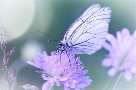 Cuál es el significado de las mariposas - Descubre qué significan espiritualmente según sus colores