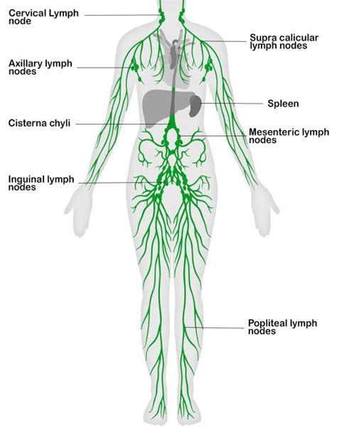 Lymphatic System Diagram Labeled Flow Chart