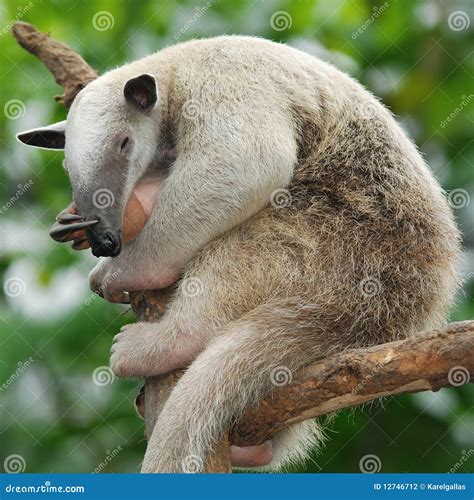 Tamandua Anteater Stock Photography - Image: 12746712