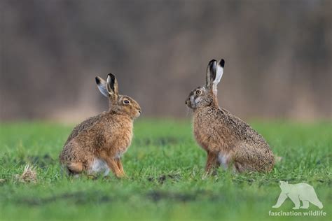 Wild Bavaria - Fascination Wildlife