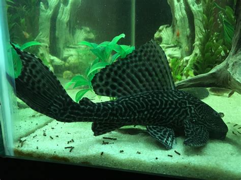 My rescue common pleco. He spent over a year in a 5g tank in a teachers classroom. Now in a 65g ...