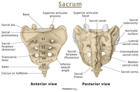 Sacrum - Anatomy, Location, Functions, & Labeled Diagram