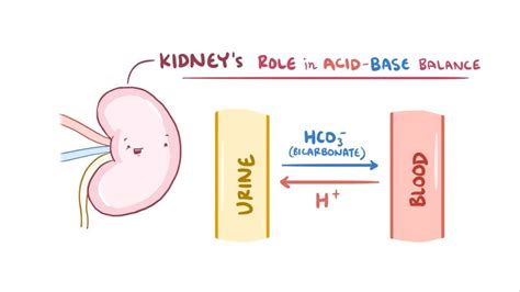 The role of the kidney in acid-base balance: Video | Osmosis