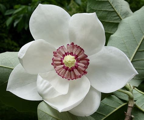 Magnolia - Wikipedia Bahasa Melayu, ensiklopedia bebas