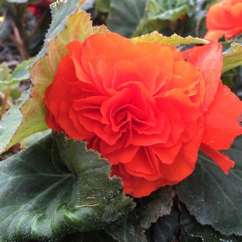 Non-Stop Begonias (Assorted Colours) › Anything Grows