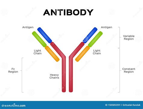 Antibody Molecule Cell Vector / Antigen Stock Vector - Illustration of heavy, atomic: 150585359