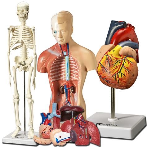 Buy Evviva Sciences Human Heart, Torso, and Skeleton Models - Hands-On 3D Model Study Tools for ...