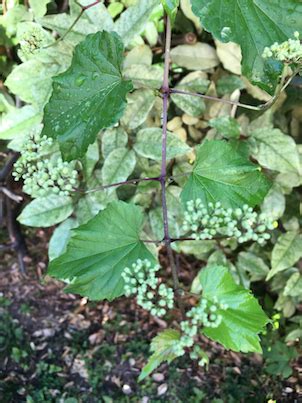 identification - Trying to identify this invasive vine - Gardening & Landscaping Stack Exchange