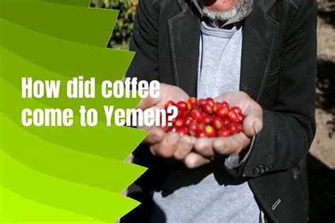 History Of Coffee In Yemen, Taste, Origin, Brewing Method - typescoffee