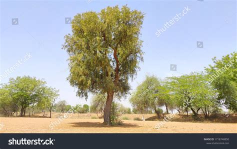 110 Khejri tree Images, Stock Photos & Vectors | Shutterstock