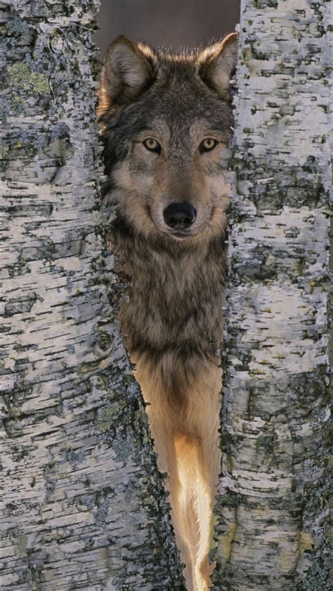 🔥 [88+] Wolf Wallpapers for iPhone | WallpaperSafari