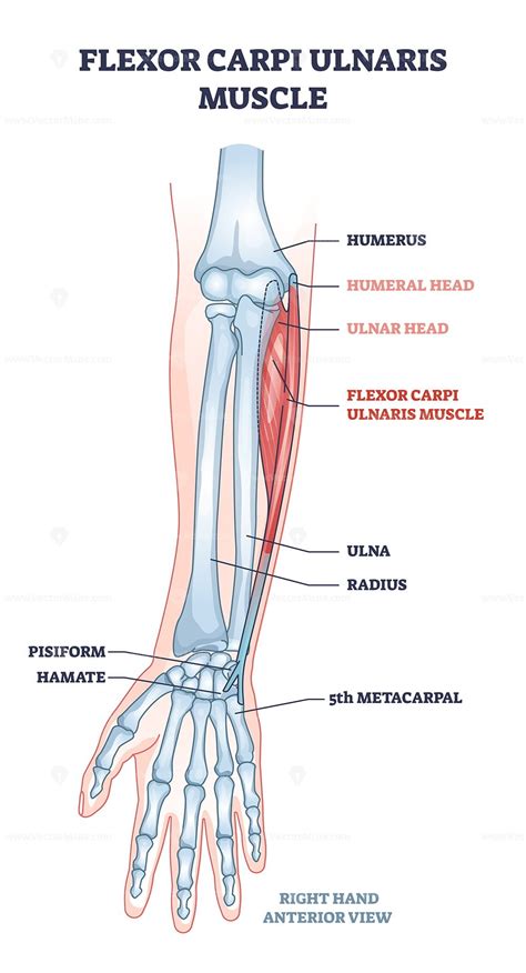 Flexor And Extensor Carpi Ulnaris | ubicaciondepersonas.cdmx.gob.mx