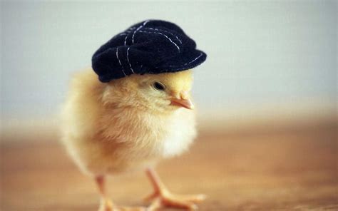 Cute Chicken Wallpapers - Top Những Hình Ảnh Đẹp