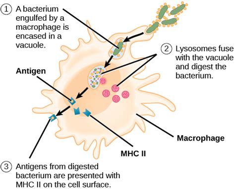 Antigen-Presenting Cells | Biology for Majors II