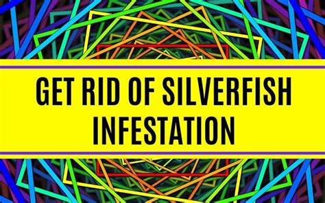 How To Get Rid Of Silverfish Infestation - Mom Envy Blog