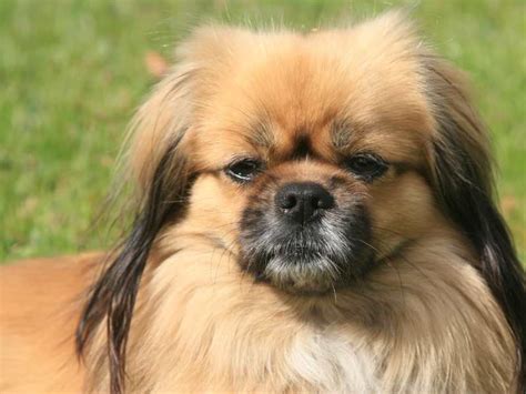 Tibetan Spaniel Temperament: Little Lions from Tibet